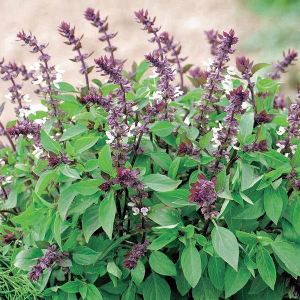 Fothergill's Basil Thai Seeds