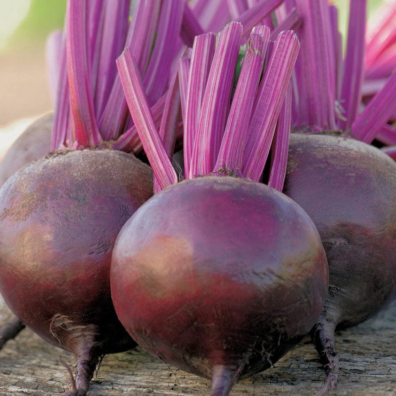 Fothergill's Beetroot Bettolo F1 Seeds