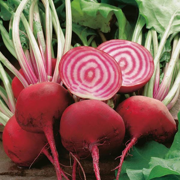 Fothergill's Beetroot Chioggia Seeds
