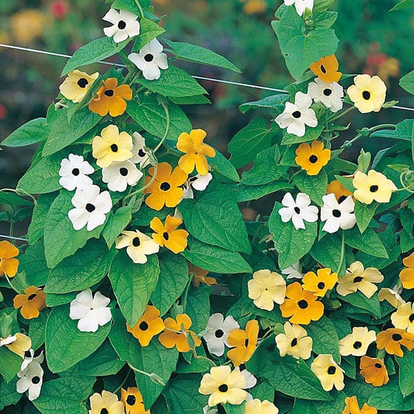 Fothergill's Black-eyed Susan Susie Mixed Seeds