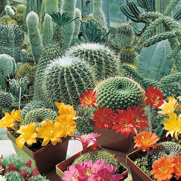 Fothergill's Cactus Flowers of the Desert Seeds