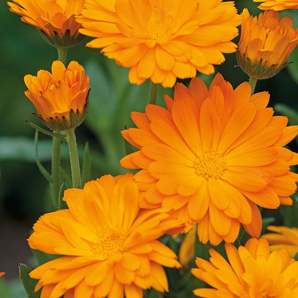 Fothergill's Calendula Funky Stuff Seeds