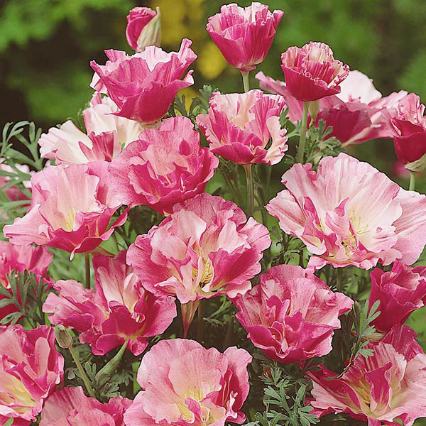 Fothergill's Californian Poppy Appleblossom Pink Seeds