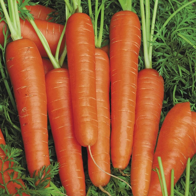 Fothergill's Carrot Speedo F1 Seeds