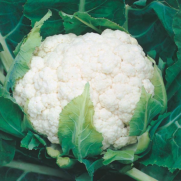 Fothergill's Cauliflower Aalsmeer Seeds
