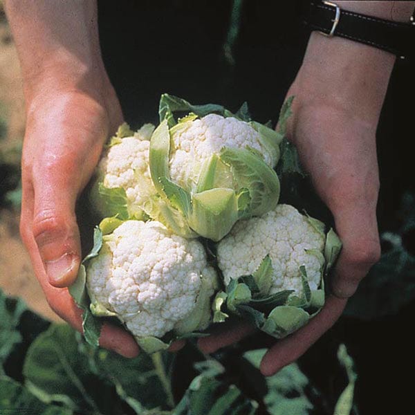 Fothergill's Cauliflower Candid Charm F1 Seeds