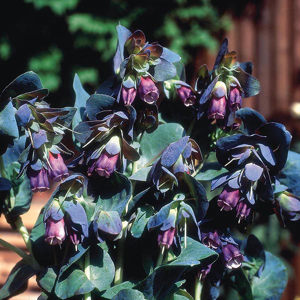 Fothergill's Cerinthe Major Purpurascens Seeds