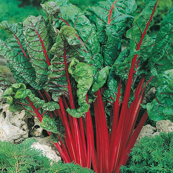 Fothergill's Chard Rhubarb Vulcan Seeds
