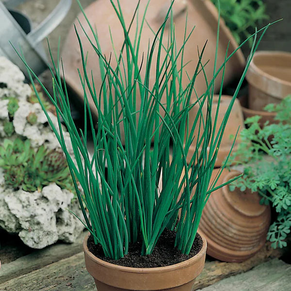 Fothergill's Chive Seeds