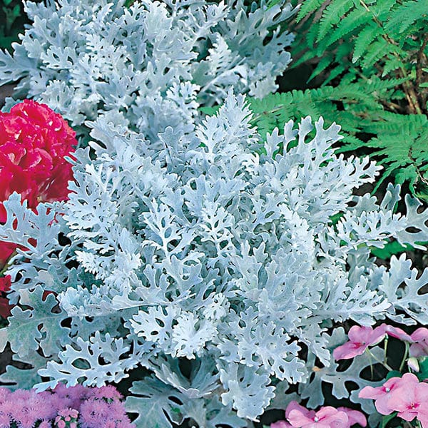 Fothergill's Cineraria Silver Dust Seeds