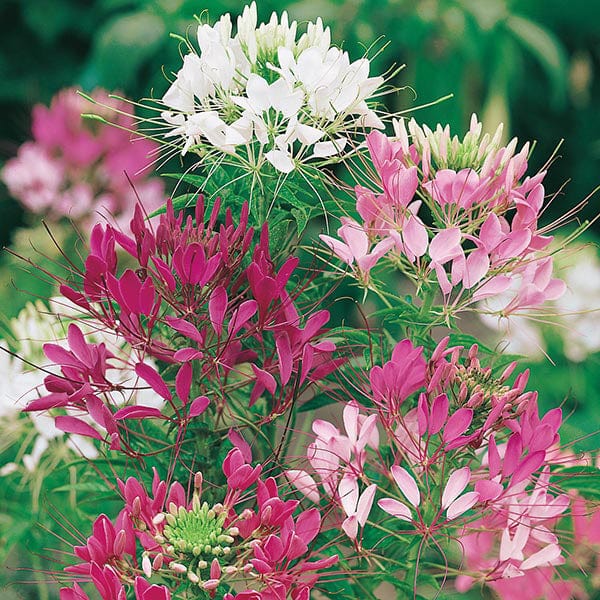Fothergill's Cleome Colour Fountain Seeds