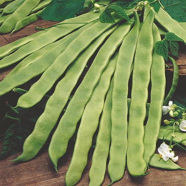 Fothergill's Climbing Bean Pantheon Seeds