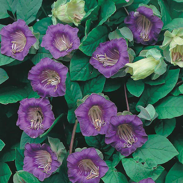 Fothergill's Cobaea scandens Seeds