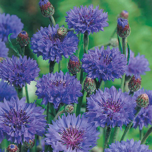 Fothergill's Cornflower Blue Ball Seeds