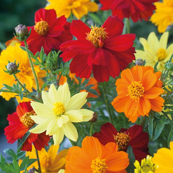 Fothergill's Cosmos Brightness Mixed Seeds