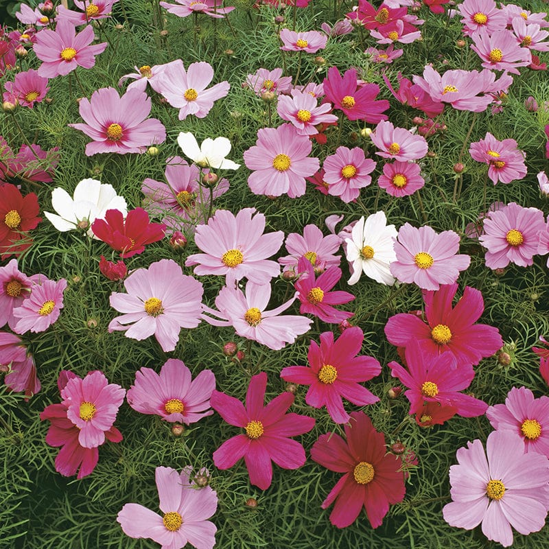 Fothergill's Cosmos Dwarf Sensation Mixed Seeds