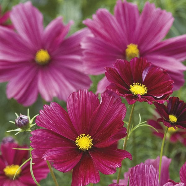 Fothergill's Cosmos Rubenza Seeds
