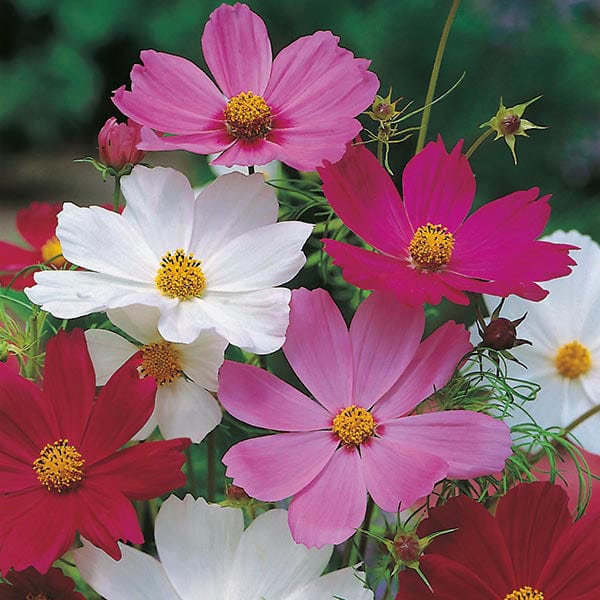 Fothergill's Cosmos Sensation Mixed Seeds