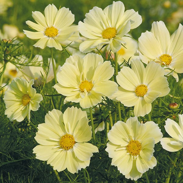 Fothergill's Cosmos Xanthos Seeds