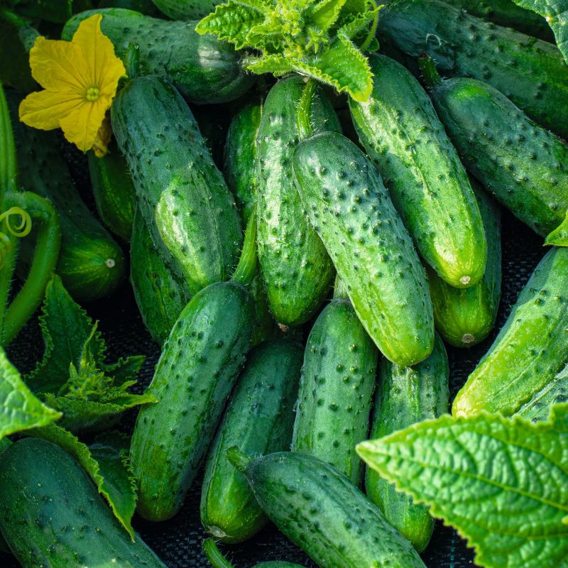 Fothergill's Cucumber Gherkin Gherking Seeds