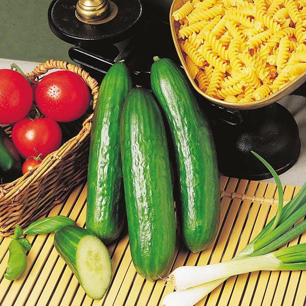 Fothergill's Cucumber Passandra F1 Seeds