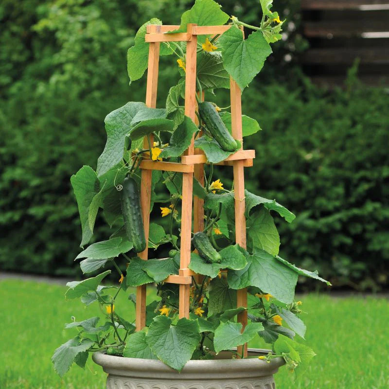 Fothergill's Cucumber Patio Snacker Seeds