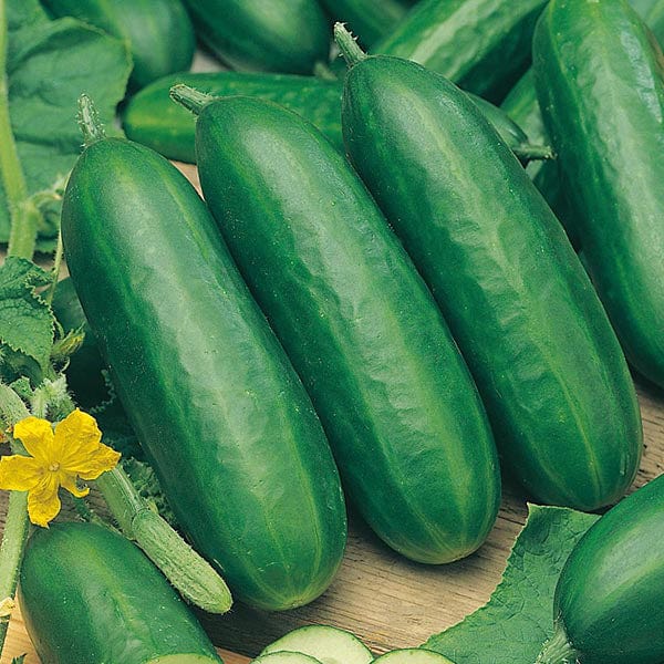 Fothergill's Cucumber Socrates F1 Seeds