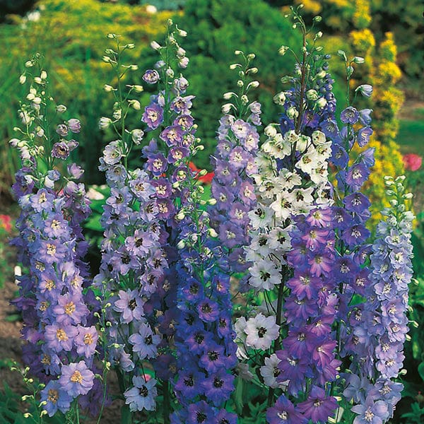 Fothergill's Delphinium Pacific Giants Mixed Seeds