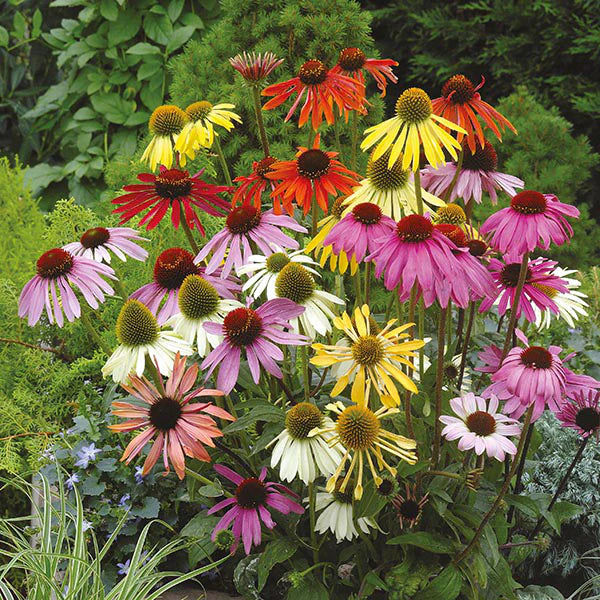 Fothergill's Echinacea Dreamcoat Seeds
