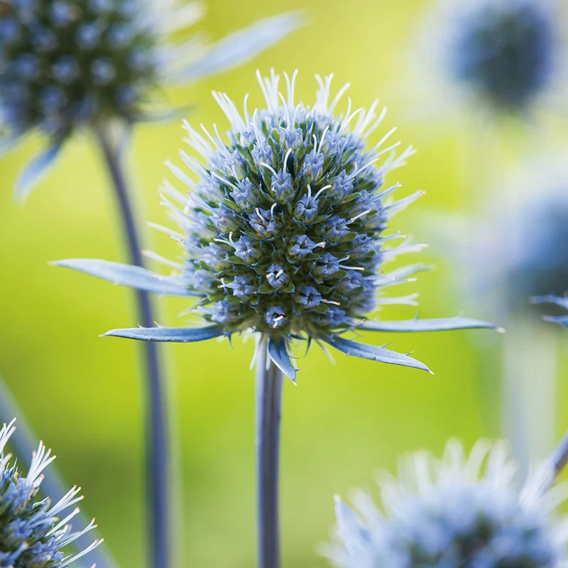Fothergill's Eryngium Planum Flower Seeds