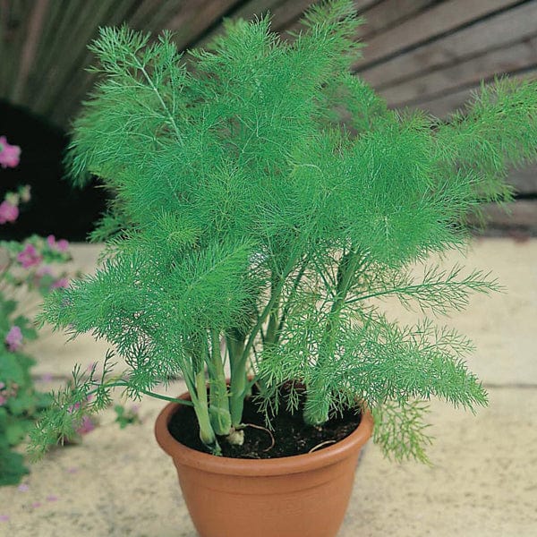 Fothergill's Fennel Seeds