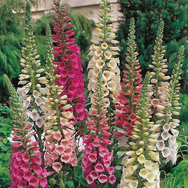 Fothergill's Foxglove Foxy Mixed Seeds