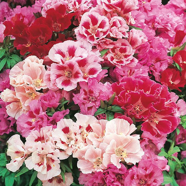 Fothergill's Godetia Azalea Flowered Mixed Seeds