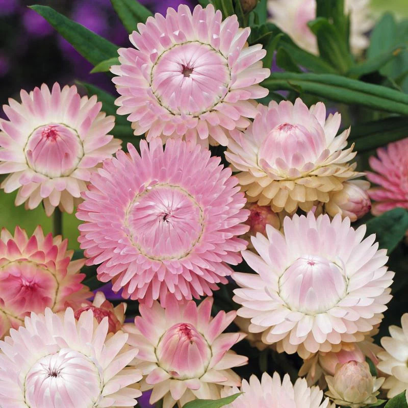 Fothergill's Helichrysum Silvery Rose Seeds