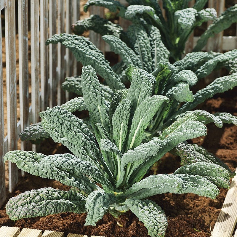 Fothergill's Kale Nero di Toscana Seeds