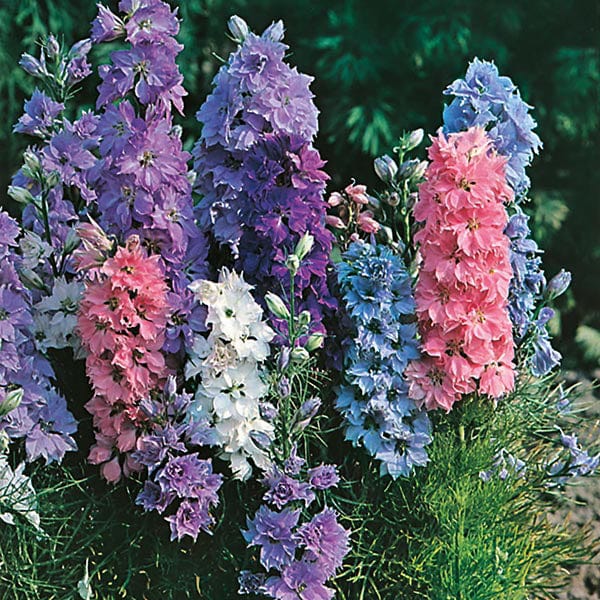 Fothergill's Larkspur Hyacinth Dwarf Mixed Seeds