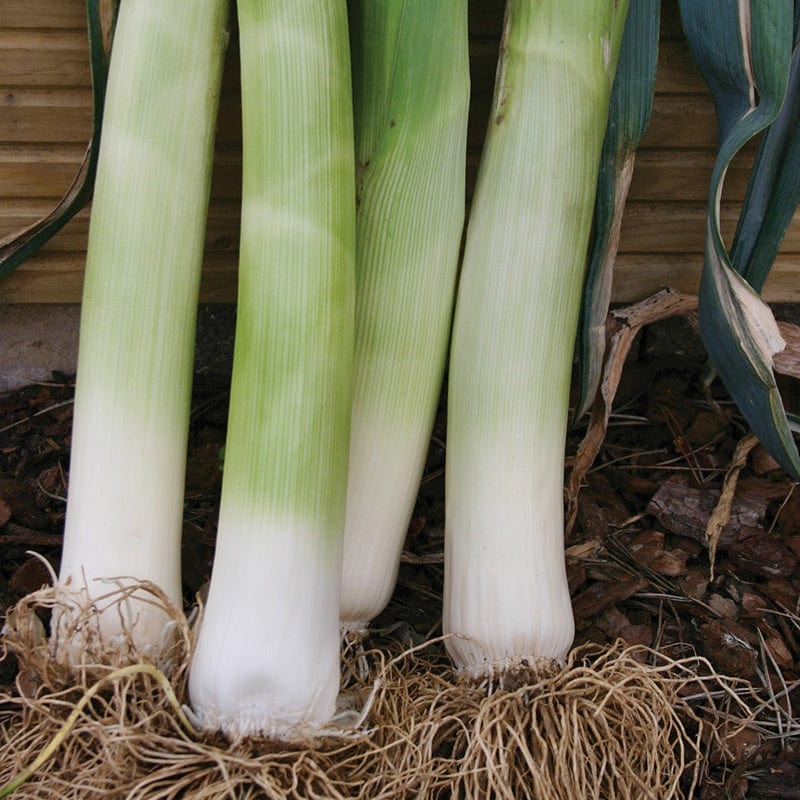 Fothergill's Leek Musselburgh Seeds