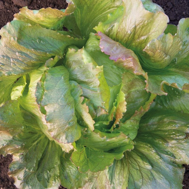 Fothergill's Lettuce Iceberg Red Seeds