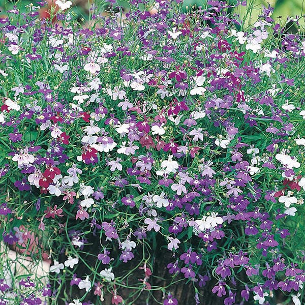 Fothergill's Lobelia Cascade Mixed Seeds