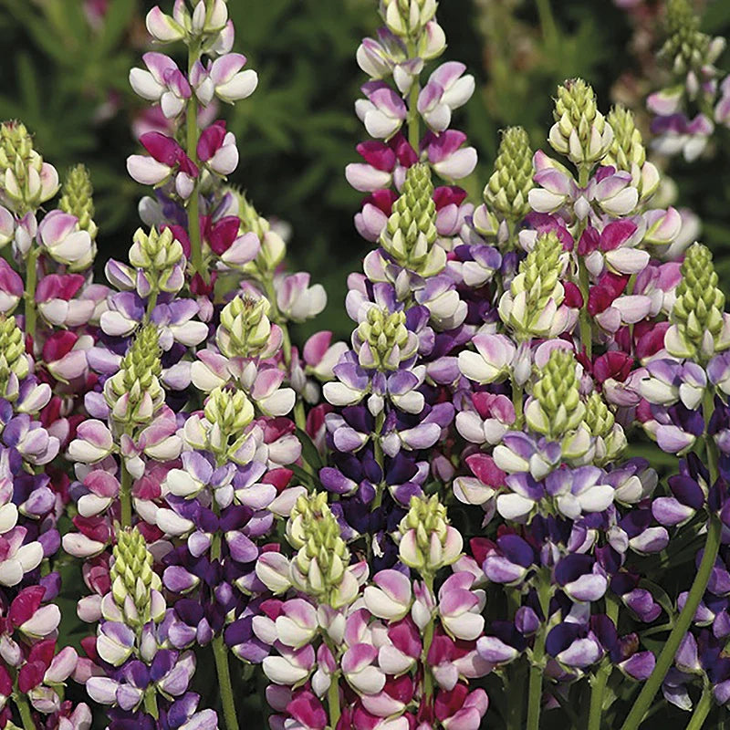 Fothergill's Lupin Avalune Bicolour Mix
