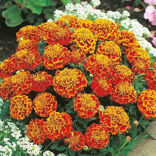 Fothergill's Marigold French Honeycomb Seeds