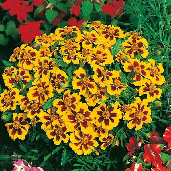 Fothergill's Marigold French Naughty Marietta Seeds