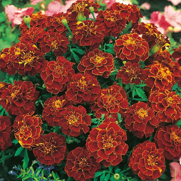 Fothergill's Marigold French Red Cherry Seeds