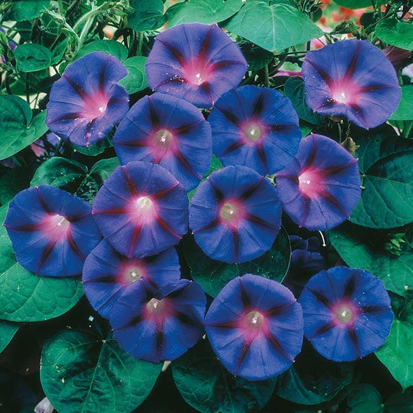 Fothergill's Morning Glory Grandpa Otts Seeds