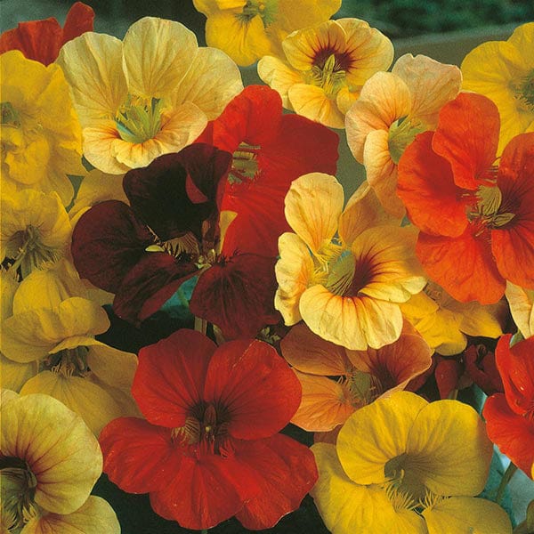 Fothergill's Nasturtium Tip Top Mixed Seeds