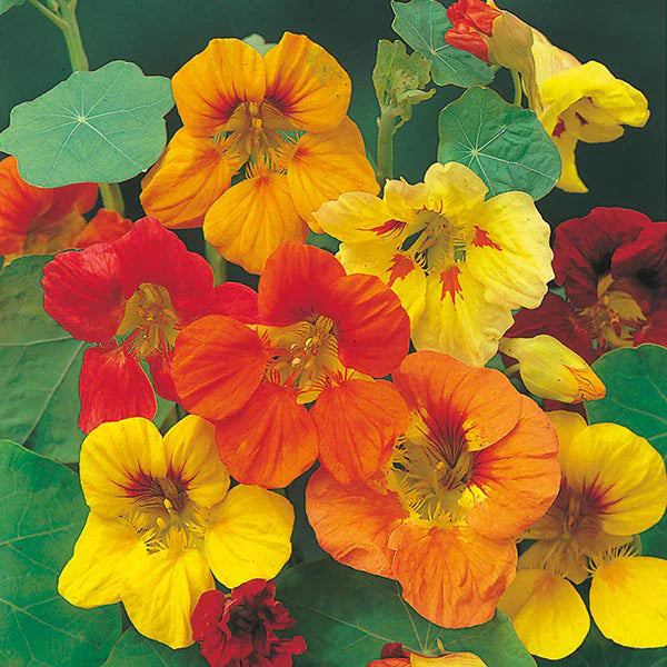 Fothergill's Nasturtium Trailing Mixed Seeds