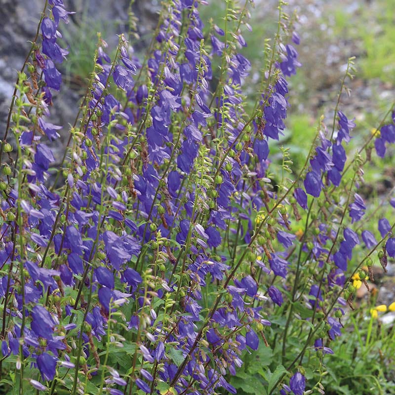 Fothergill's Nature's Helpers Bellflower Wildflower Seeds