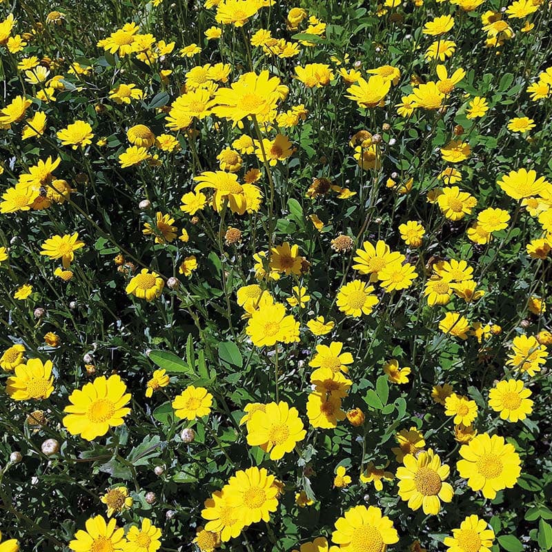 Fothergill's Nature's Helpers Corn Marigold Wildflower Seeds