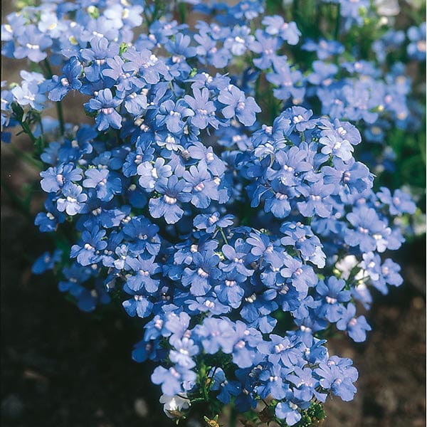 Fothergill's Nemesia Blue Gem Seeds