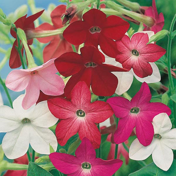 Fothergill's Nicotiana Sensation Mixed Seeds